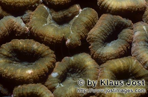 Doldenkoralle/Lobophyllia Brain Coral/Lobophyllia hemprichii             