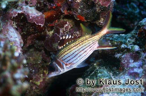 Blutfleck-Husarenfisch/Sammara squirrelfish/Neoniphon sammara        Blutfleck-Husarenfisch          