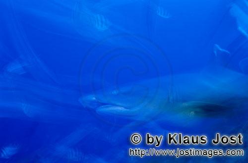 Weissspitzen-Riffhai/Whitetip reef shark/Triaenodon obesus        Weissspitzen-Riffhai         Der <