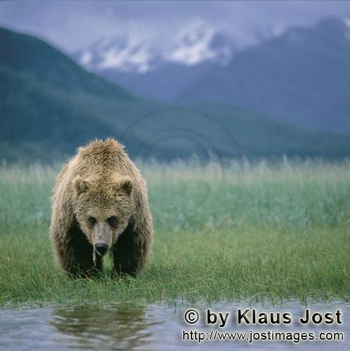 Braunbär/Brown Bear/Ursus arctos horribilis        Grasender Braunbär        Bis zum "salmon run" 