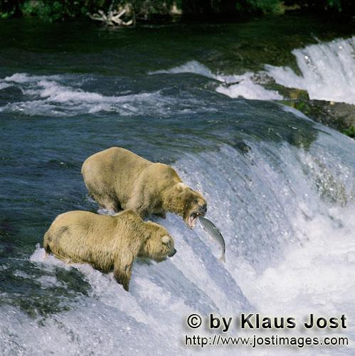 Braunbären/Brown Bears/Ursus arctos horribilis        Lachs à la carte        Jedes Jahr wenn die 