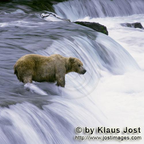 Braunbär/Brown Bear/Ursus arctos horribilis        Braunbär im strömenden Wasser am Wasserfall</b
