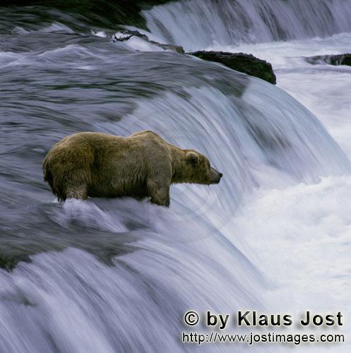 Braunbär/Brown Bear/Ursus arctos horribilis        Geduldiger Braunbär am Wasserfall        Jedes 