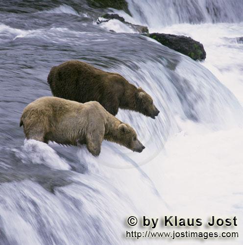 Braunbären/Brown Bears/Ursus arctos horribilis        Zwei Braunbären am Wasserfall        Jedes J