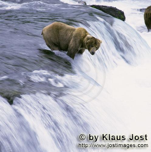 Braunbär/Brown Bear/Ursus arctos horribilis        Braunbär wartet auf einen springenden Lachs