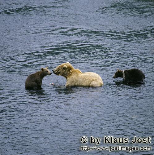Braunbären/Brown Bears/Ursus arctos middendorffi        Kodiakbärin mit zwei spring cubs beim Lach