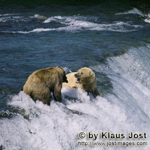 Braunbären/Brown Bears/Ursus arctos horribilis        Braunbären streiten sich am Wasserfall   