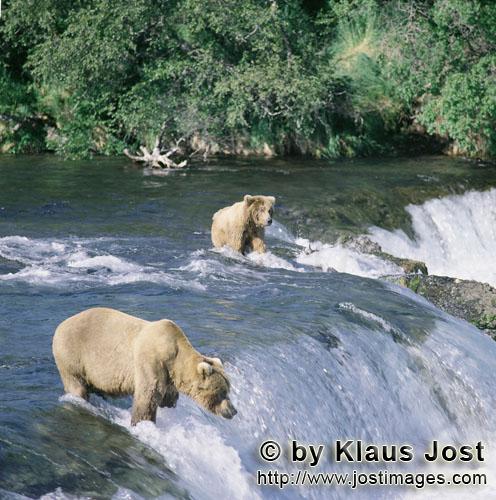 Braunbären/Brown Bears/Ursus Arctos horribilis        Braunbären beim Lachsfischen am Brooks River