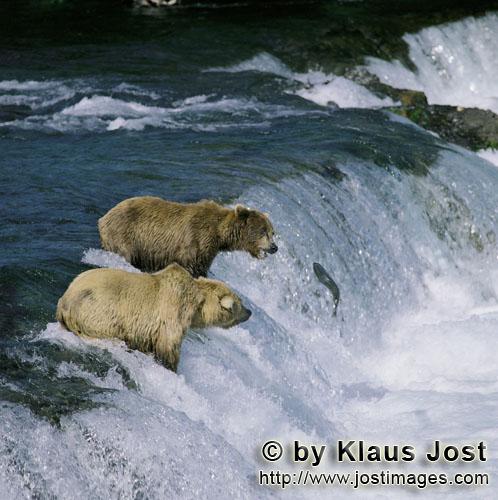 Braunbären/Brown Bears/Ursus arctos horribilis        Braunbären sehen einen springenden Lachs