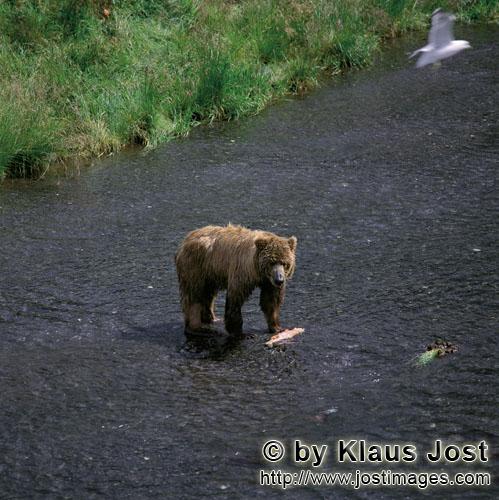 Braunbär/Brown Bear/Ursus arctos middendorffi        Kodiakbär beim Lachsfischen im Fluß        D