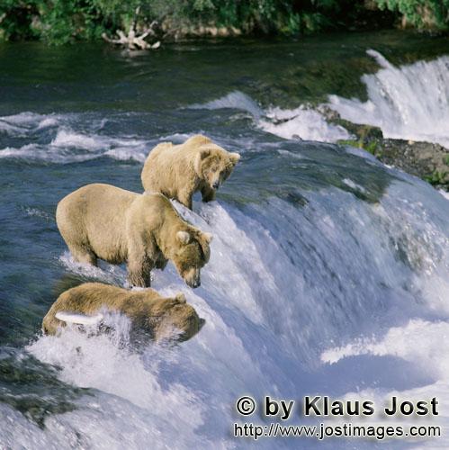 Braunbaeren/Brown Bears/Ursus arctos horribilis        Drei Braunbären am Brooks River Wasserfall</