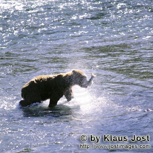 Braunbär/Brown Bear/Ursus arctos middendorffi        Kodiakbär hat einen Lachs gefangen        Der