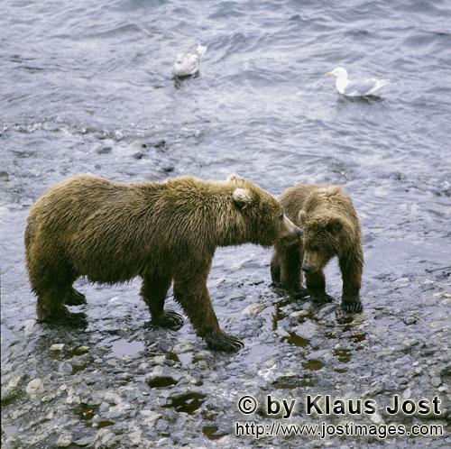 Braunbaeren/Brown Bears/Ursus arctos middendorffi        Kodiakbärin mit Jungbär im O’Malley Riv