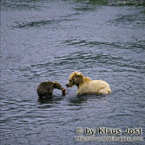Braunbären/Brown Bears/Ursus arctos middendorffi        Kodiakbaerin mit spring cub beim Lachsfisch