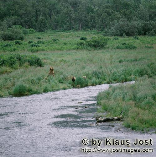 Braunbär/Brown Bear/ Ursus arctos middendorffi        Kodiakbärin mit Bärenkinder am O’Malley R