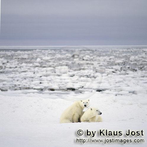 Eisbär/Polar Bear/Ursus maritimus        Der junge Eisbär erkundet mit seiner Mutter die Küste</b