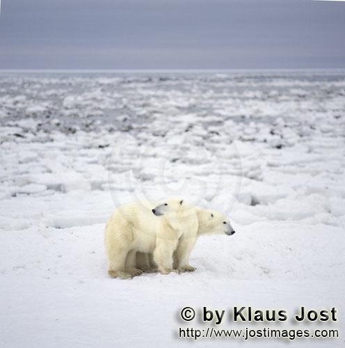 Eisbaer/Polar Bear/Ursus maritimus        Eisbären unterwegs an der Hudson Bay Küste        Der <b