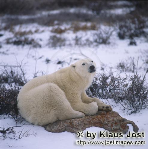 Eisbär/Polar Bear/Ursus maritimus        Müder Eisbär auf einem Stein an der Hudson Bay        De