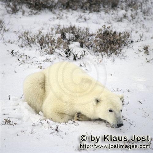 Eisbär/Polar Bear/Ursus maritimus        Ein Eisbär entspannt sich im späten Nachmittagslicht