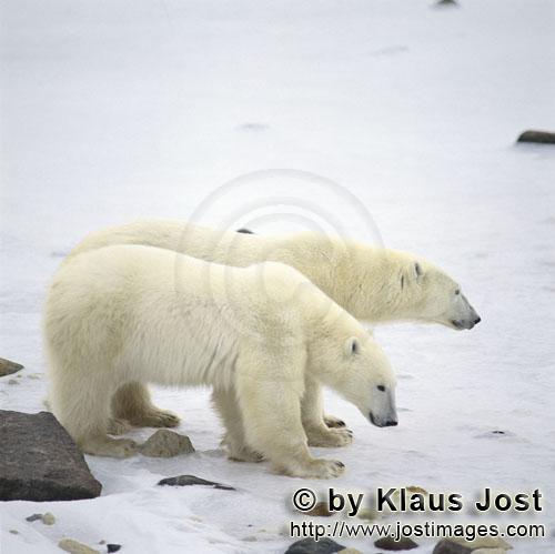 Eisbär/Polar Bear/Ursus maritimus        Junger Eisbär mit seiner Mutter an der Hudson Bay      