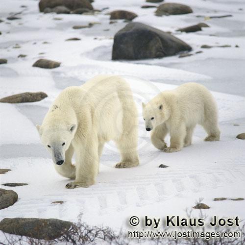 Eisbär/Polar Bear/Ursus maritimus        Junger Eisbär folgt artig seiner Mutter über das Eis