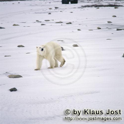 Eisbär/Polar Bear/Ursus maritimus        Ein Eisbär wandert entlang der Hudson Bay Küste        D