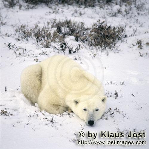 Eisbär/Polar Bear/Ursus maritimus        Ruhender Eisbär im frisch gefallenen Schnee        Der <b
