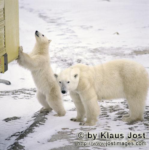 Eisbär/Polar Bear/Ursus maritimus        Neugierig untersucht der junge Eisbär den Tundra-Buggy</b