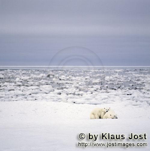 Eisbaer/Polar Bear/Ursus maritimus        Junger Eisbaer und seine Mutter ruhen sich aus        Der 