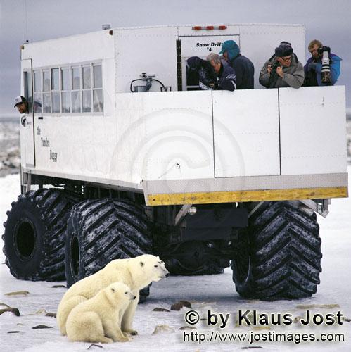 Eisbär/Polar Bear/Ursus maritimus        Eisbären, Tundra-Buggy und Touristen        Nanook