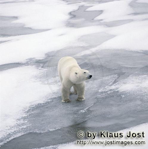 Eisbär/Polar Bear/Ursus maritimus        Ein Eisbär unterwegs an der Küste der Hudson Bay        