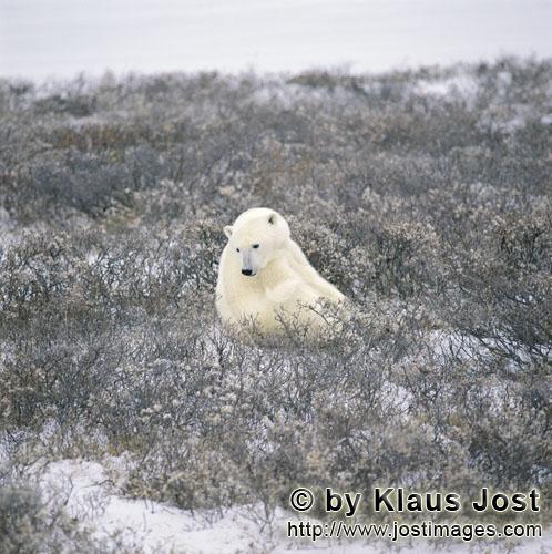 Eisbaer/Polar Bear/Ursus maritimus        Eisbär in der Küsten Tundra im Spätherbst        Nan