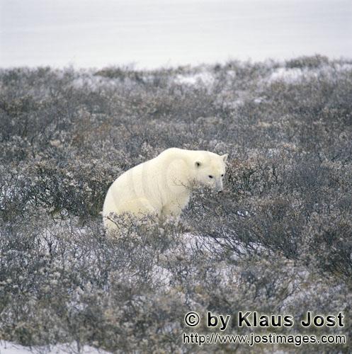 Eisbär/Polar Bear/Ursus maritimus        Eisbär in der Tundralandschaft im Spätherbst.        