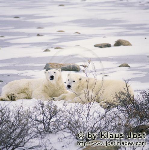 Eisbär/Polar Bear/Ursus maritimus        Ruhende Eisbären an der Küste der Hudson Bay        Der 