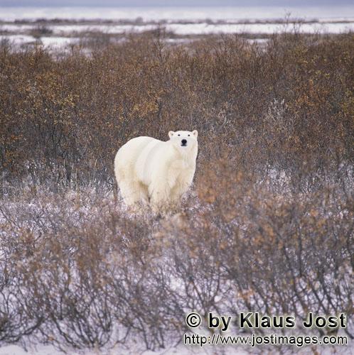 Eisbär/Polar Bear/Ursus maritimus        Eisbär in der herbstlichen Tundra an der Hudson Bay    