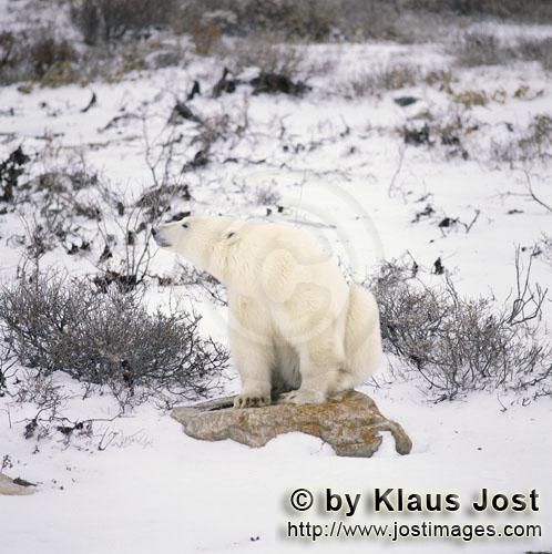 Eisbaer/Polar Bear/Ursus maritimus        Eisbär rastet auf einem mit Flechten bewachsenen Stein</b