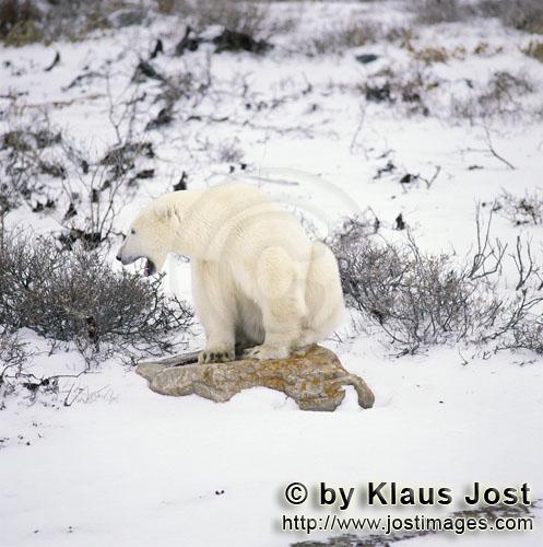 Eisbär/Polar Bear/Ursus maritimus        Der Eisbär und sein Rastplatz in der Tundra        Der <b