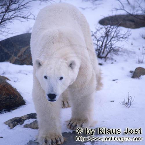 Eisbär/Polar Bear/Ursus maritimus        Eisbär in der Hudson Bay        Nanook nennen die 