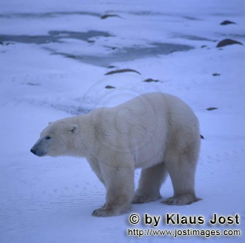Eisbaer/Polar Bear/Ursus maritimus        Eisbär in der Hudson Bay        Nanook nennen die 