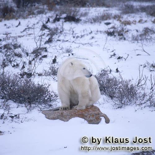Eisbär/Polar Bear/Ursus maritimus        Eisbaer auf einem Stein        Nanook nennen die <b