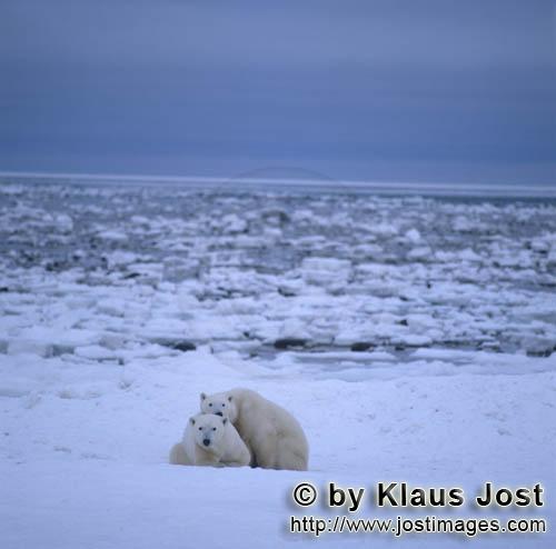Eisbär/Polar Bear/Ursus maritimus        Eisbären in der riesigen Hudson Bay        Nanook 