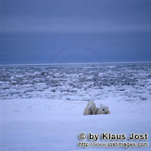 Eisbär/Polar Bear/Ursus maritimus        Zwei Eisbären in der Arktis        Nanook nennen d