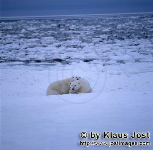 Eisbär/Polar Bear/Ursus maritimus        Zwei Eisbären in der Eiswüste        Nanook nenne
