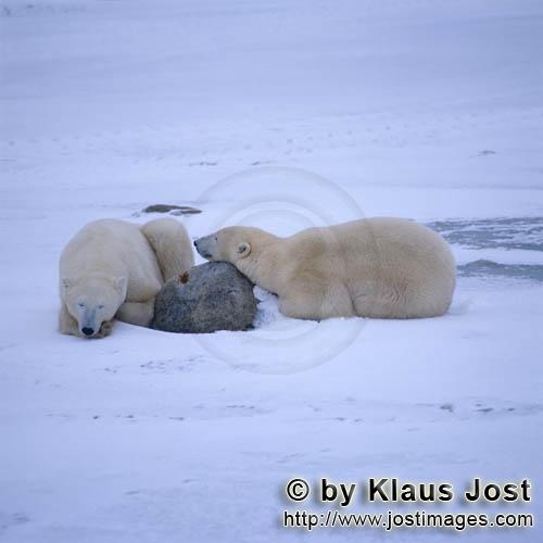 Eisbär/Polar Bear/Ursus maritimus        Eisbären - In der Ruhe liegt die Kraft        Nanook</