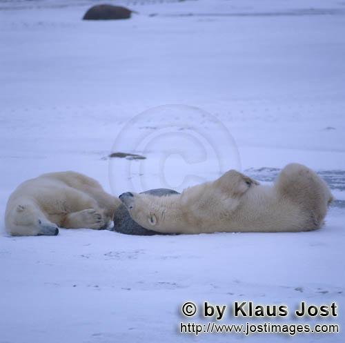 Eisbaer/Polar Bear/Ursus maritimus        Eisbaeren entspannen sich        Der Eisbaer mit de