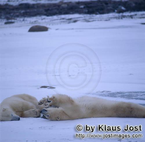 Eisbaer/Polar Bear/Ursus maritimus        Eisbaeren entspannen sich        Der Eisbaer mit de