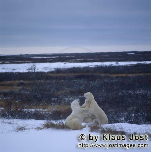 Eisbaer/Polar Bear/Ursus maritimus        Eisbaeren im Kampfspiel        Der Eisbaer mit dem 