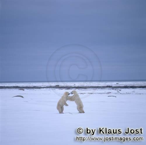 Eisbär/Polar Bear/Ursus maritimus        Eisbären im Kampf        Nanook nennen die Inui