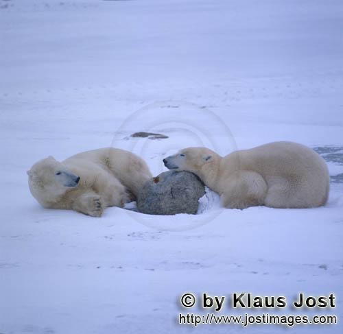 Eisbaer/Polar Bear/Ursus maritimus        Eisbaeren in der Hudson Bay ruhen sich aus         Nano
