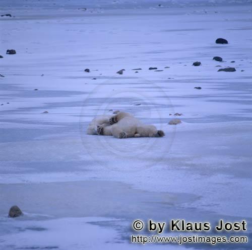 Eisbär/Polar Bear/Ursus maritimus        Eisbären ruhen sich aus        Nanook nennen die <